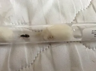 Customer photo: Lasius niger queen