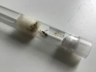 Customer photo: Lasius niger queen