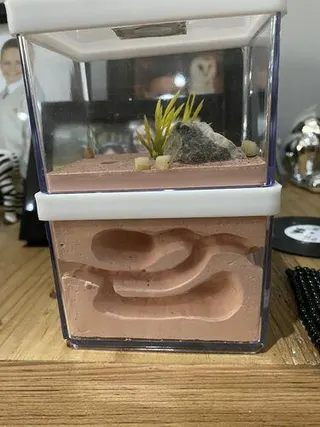Customer photo: Lasius niger queen