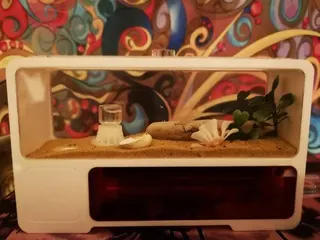 Customer photo: AntHome