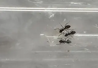 Customer photo: Lasius niger queen
