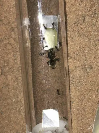 Customer photo: Lasius niger queen