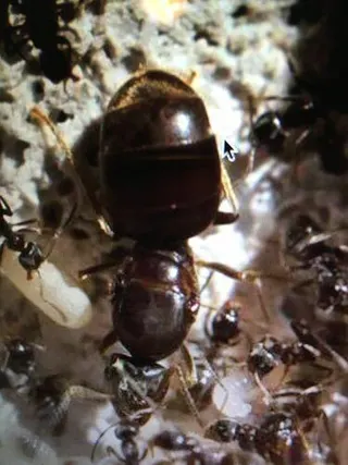 Customer photo: Lasius niger queen